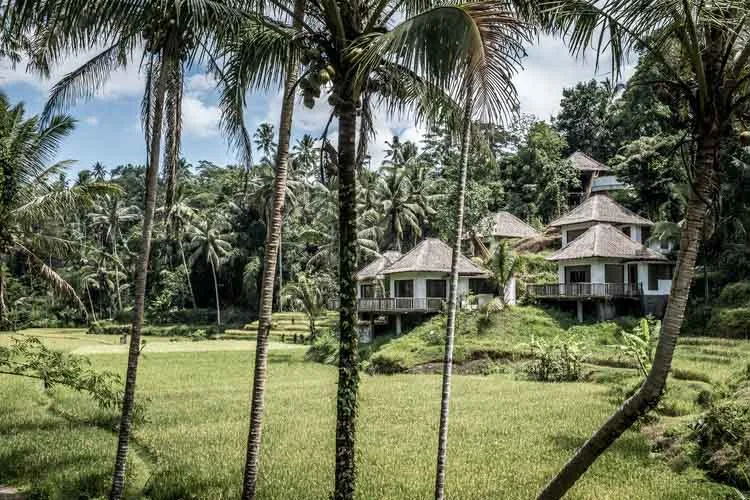 bali potrait of rice field and house